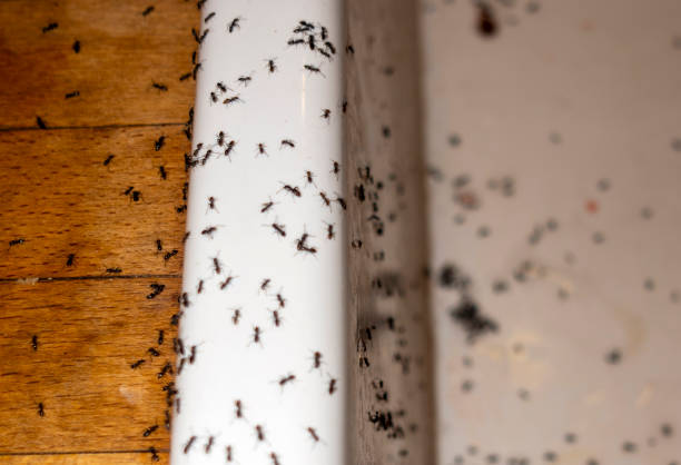 Reliable Reynoldsburg, OH Pest Control Solutions