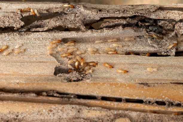 Spider Control Near Me in Reynoldsburg, OH