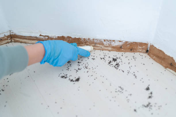 Best Local Pest Control Services  in Reynoldsburg, OH